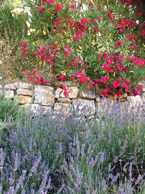 L'Oustaou B&B Piscine & Spa Besse-sur-Issole Eksteriør billede